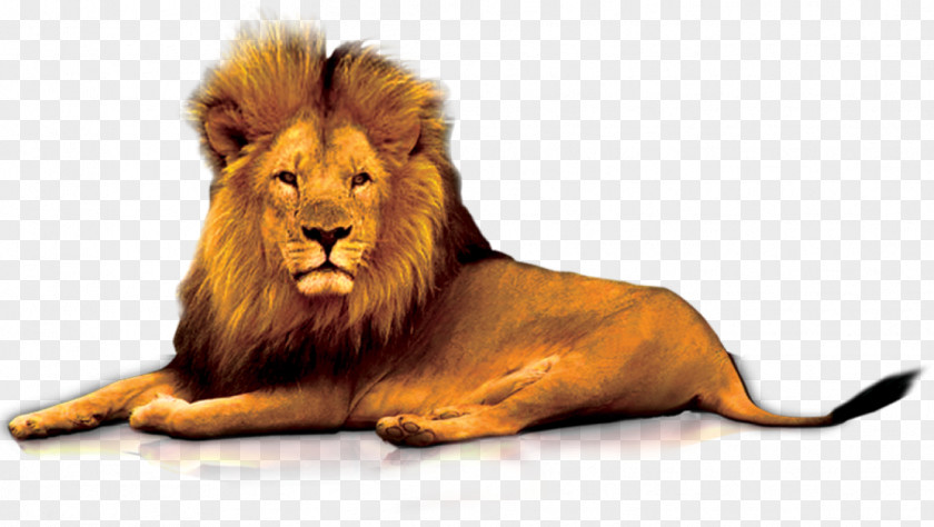 Lion Lions Gate Clip Art PNG