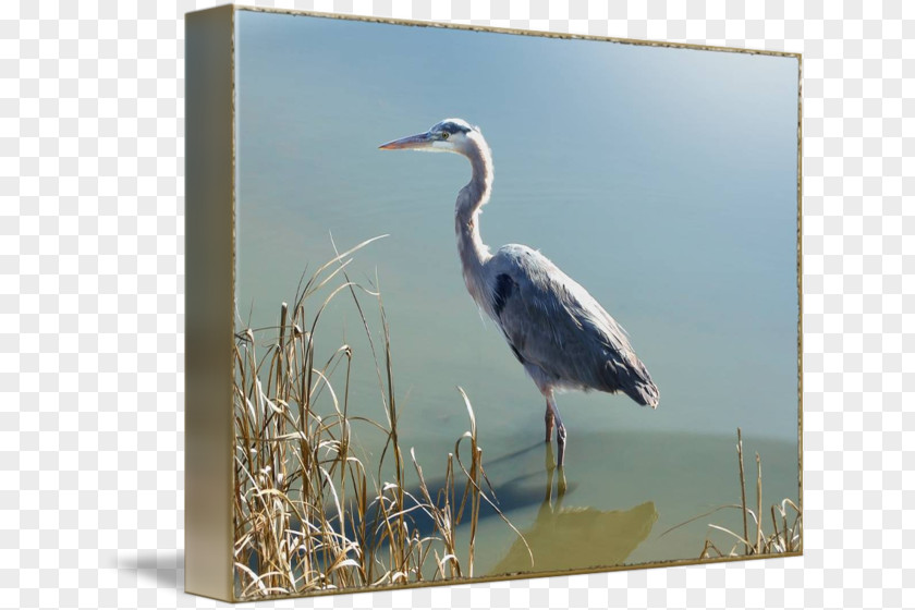 Crane Heron Water Bird Stork PNG