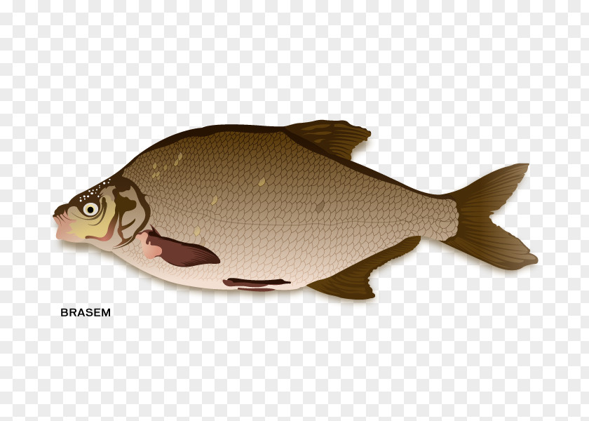 Fish Northern Red Snapper Products Carp PNG