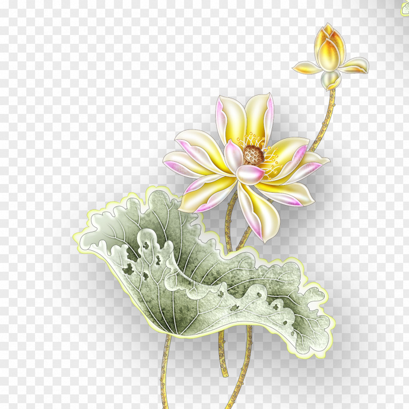 Lotus Nelumbo Nucifera Grey Gold PNG