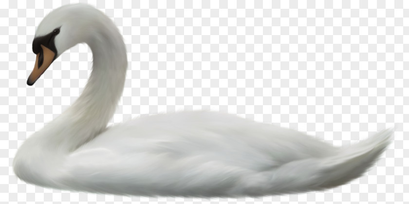 Swan Cygnini Duck Beak Feather PNG