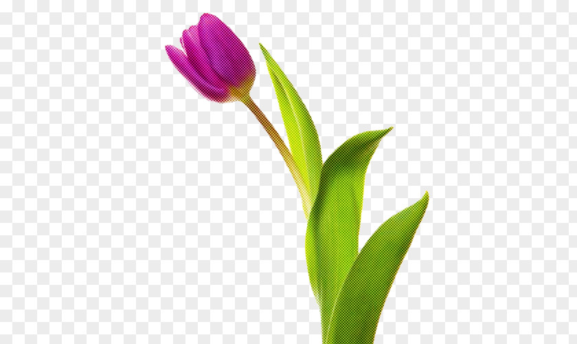 Bud Plant Stem Flower Flowering Tulip Petal PNG