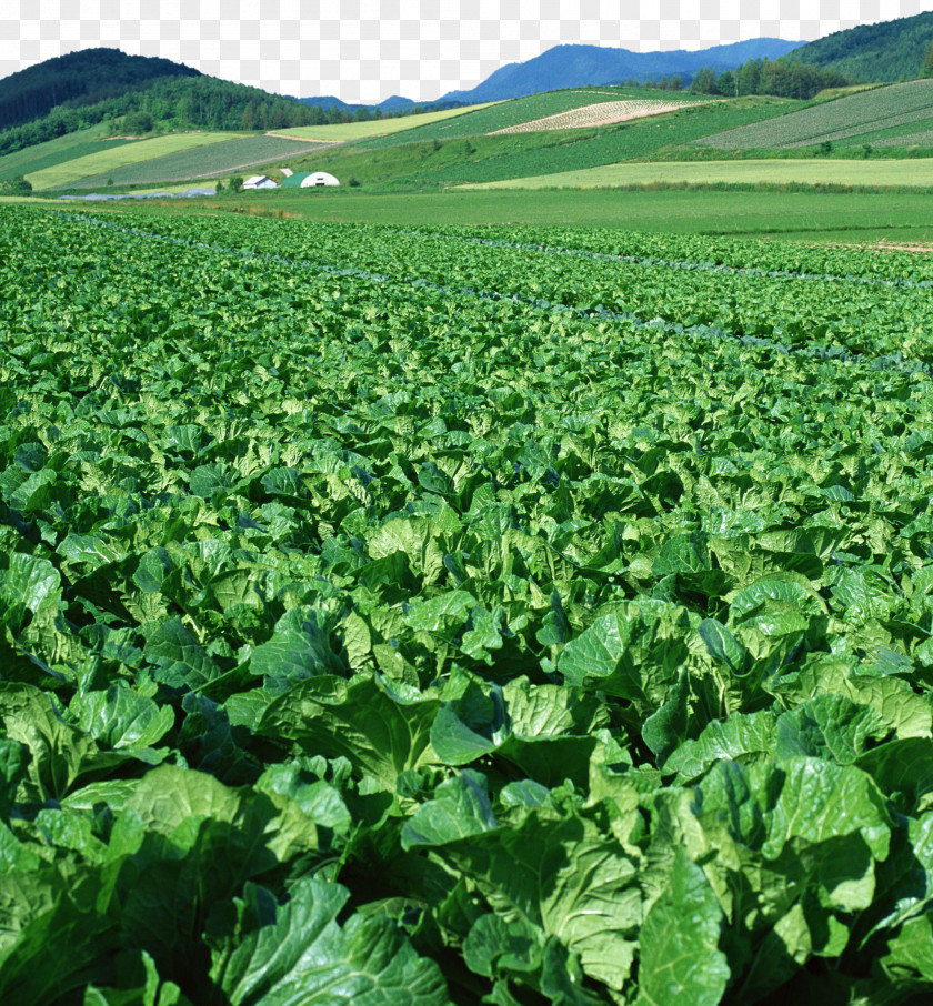 Cabbage Garden No Vegetable Food Ha Agriculture PNG