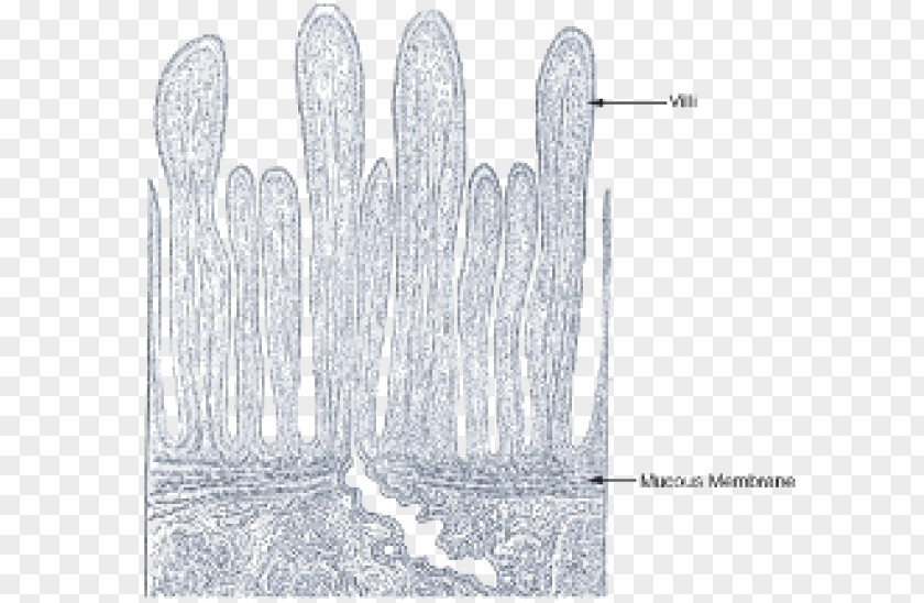 Digestive System Intestinal Villus Small Intestine Digestion Gastrointestinal Tract PNG