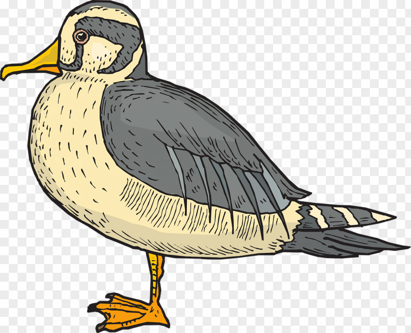 Duck Bird Feather Clip Art PNG