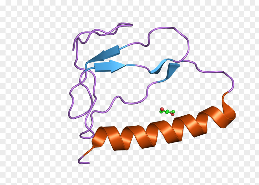 IGFBP1 Insulin-like Growth Factor-binding Protein Factor Binding 1 PNG
