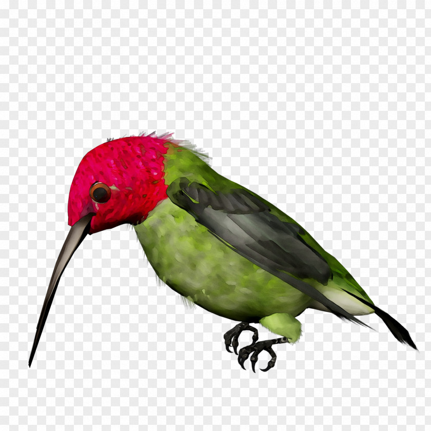 Parakeet Hummingbird Feather Beak Fauna PNG