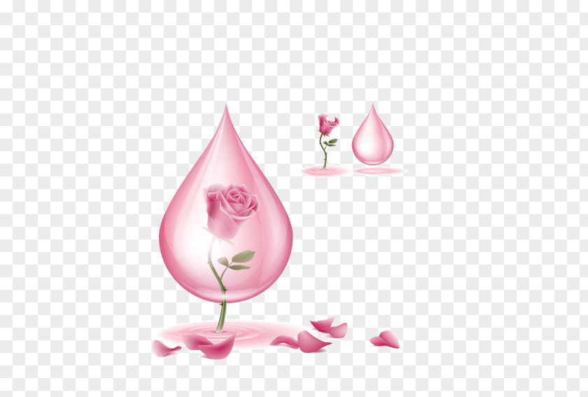 Pink Roses In Water Droplets Download Flower PNG