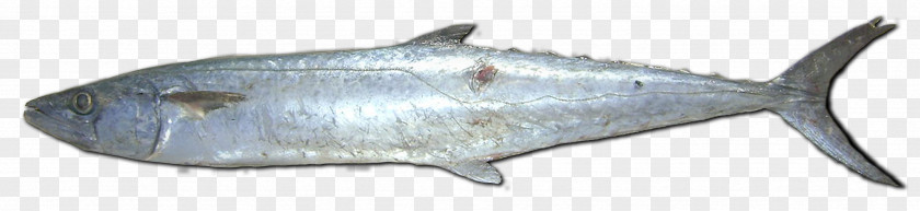 Shark Milkfish Requiem Sharks Marine Mammal PNG