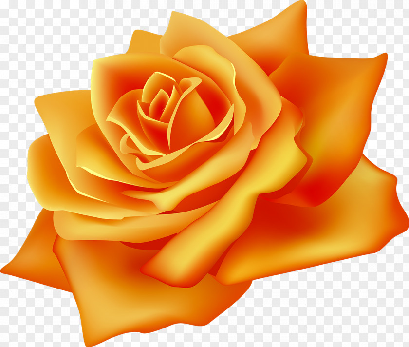 Yellow Rose Flower Rosa Chinensis Desktop Wallpaper Clip Art PNG