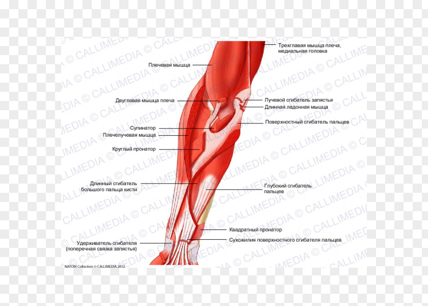Arm Thumb Elbow Anterior Compartment Of The Forearm Muscle PNG