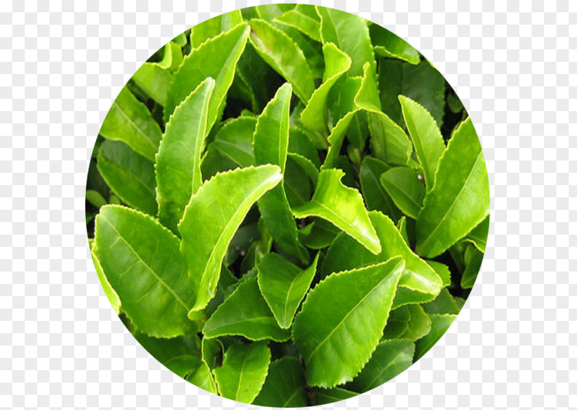 Green Tea Camellia Sinensis Production In Sri Lanka White PNG