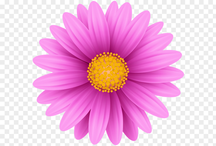 Pink Flower Name Business Kings Mountain Advertising PNG