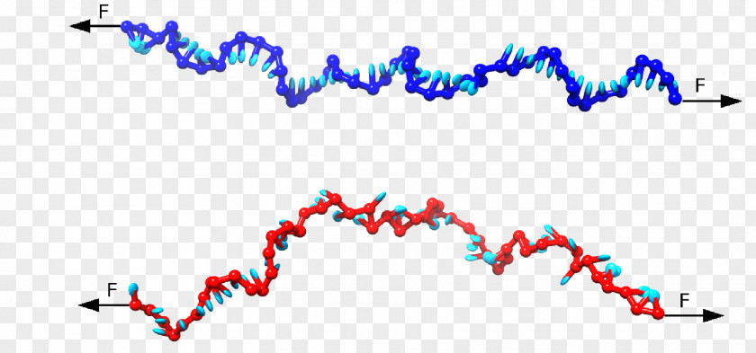 Pulling DNA Virus Force Nucleotide Tension PNG