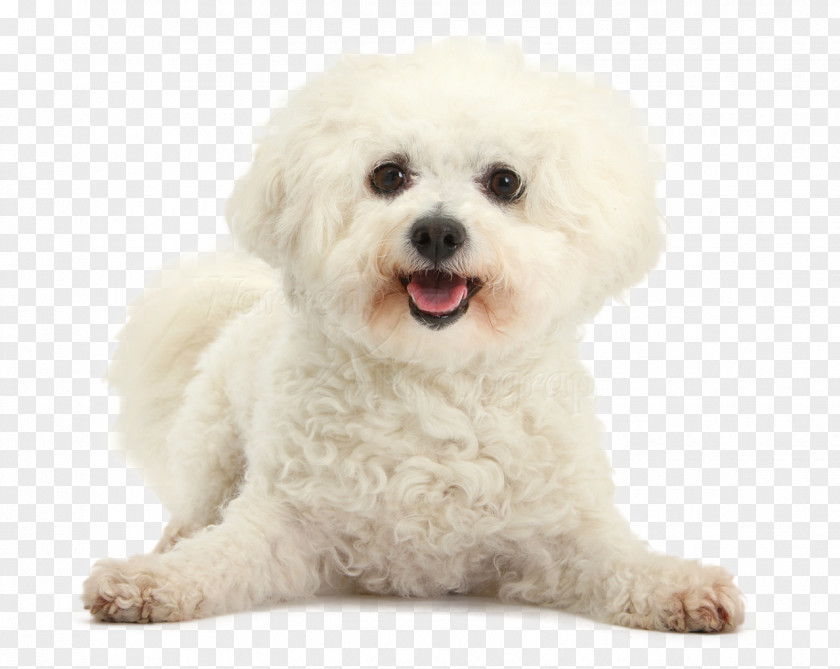 Puppy Bichon Frise Maltese Dog Bolognese Havanese Poodle PNG