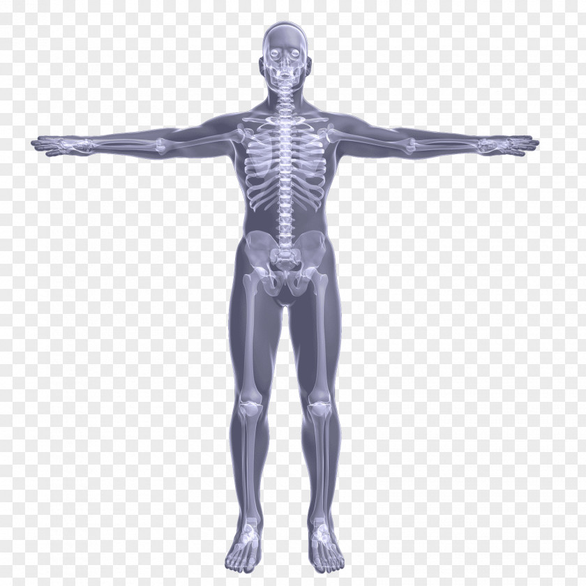 Arm Hip Mannequin Shoulder Skeleton PNG