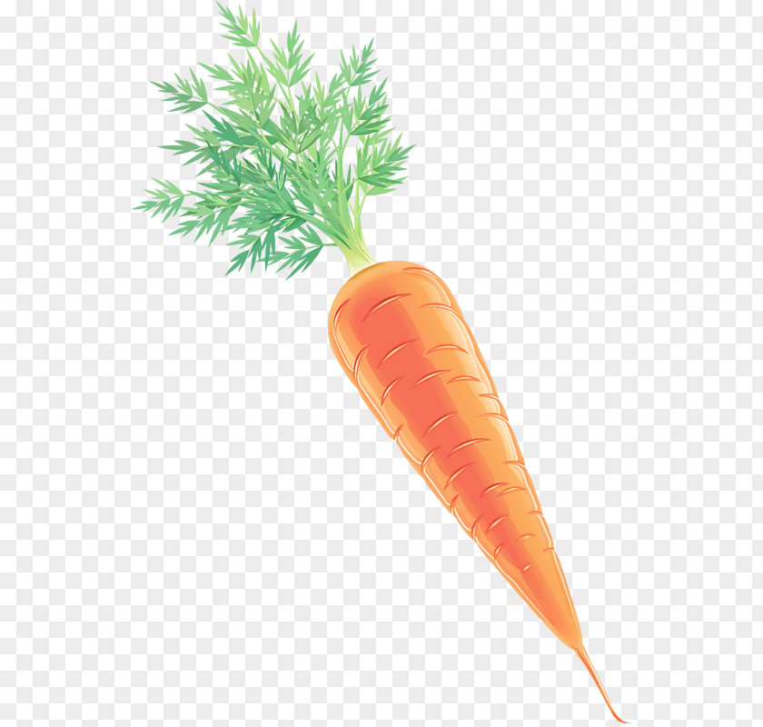 Carrot Root Vegetable Baby Wild PNG