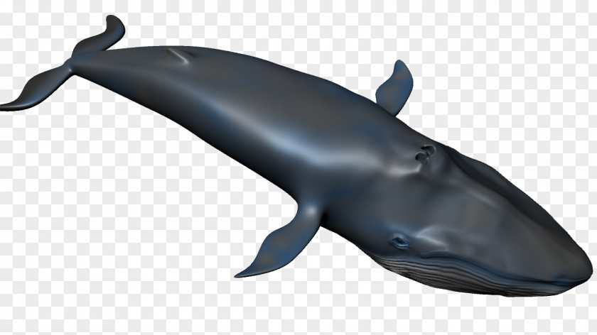 Common Bottlenose Dolphin Wholphin Tucuxi Rough-toothed Cetacea PNG