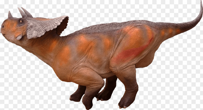 Dinosaur Avaceratops Torosaurus Triceratops Late Cretaceous PNG
