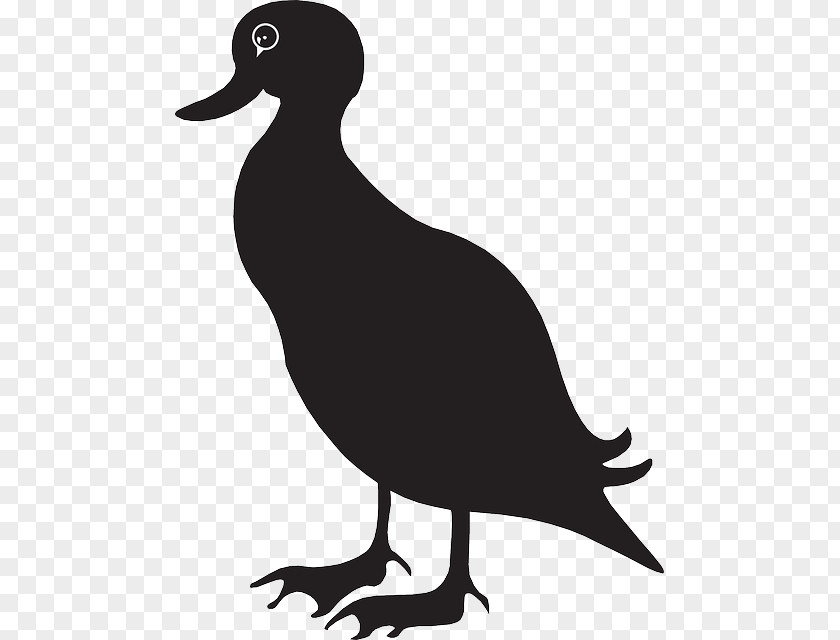 Duck American Black Mallard Pekin Clip Art PNG