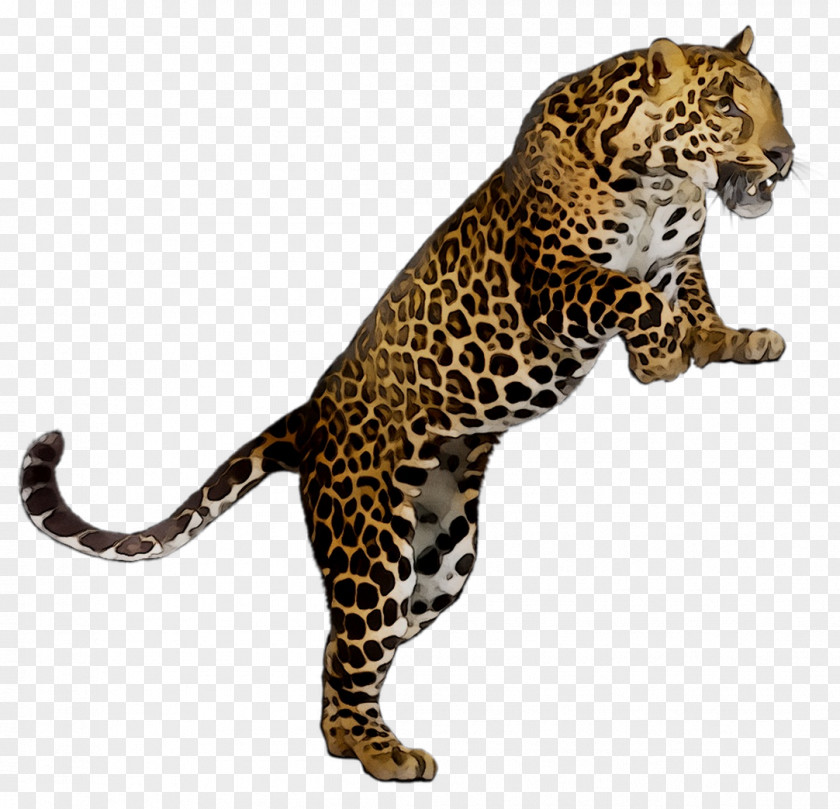 Leopard Lesson Plan Worksheet Teacher PNG