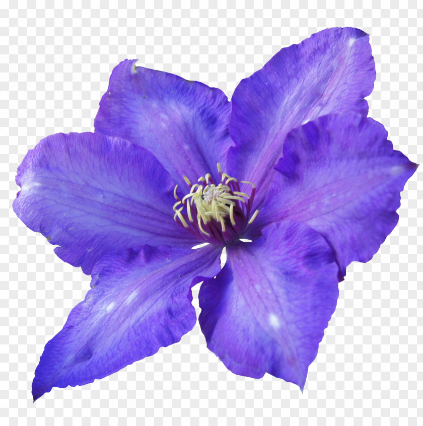 Purple Flowers Flower Violet Petal PNG