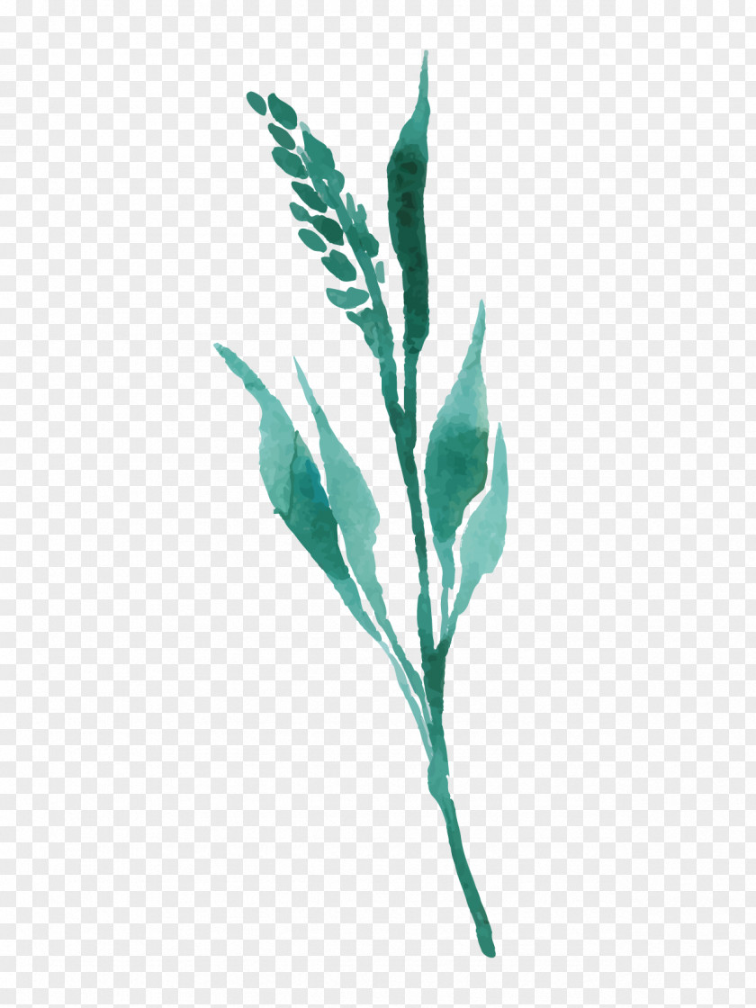 Drawing Plant PNG