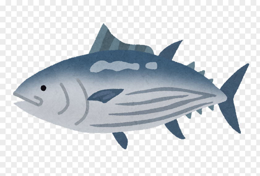 Fish Skipjack Tuna Seasonal Food Mackerel PNG