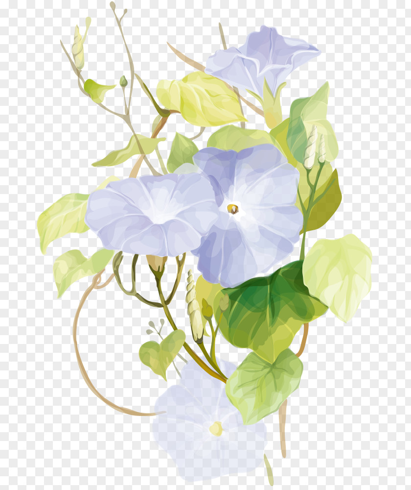 Flower White Petal Plant Morning Glory PNG