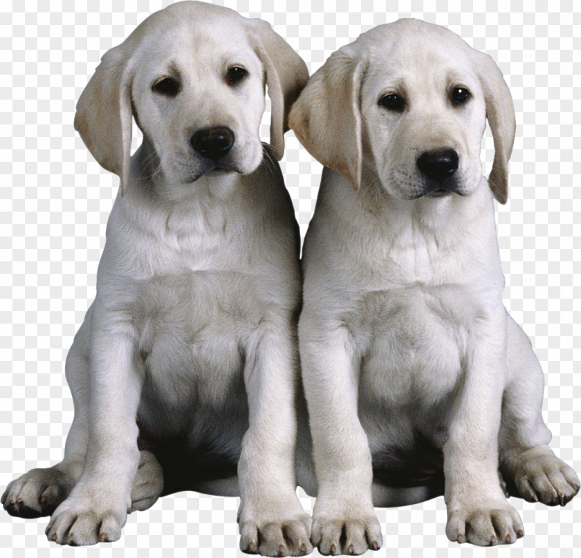 Good Manners Genetics And The Social Behavior Of Dog Pet Sitting Puppy PNG