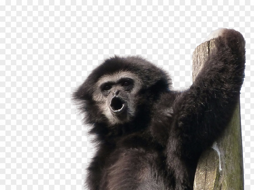 Gorilla Lar Gibbon Primate Monkey PNG