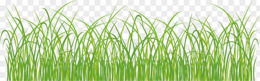 Green Grass Grassland PNG