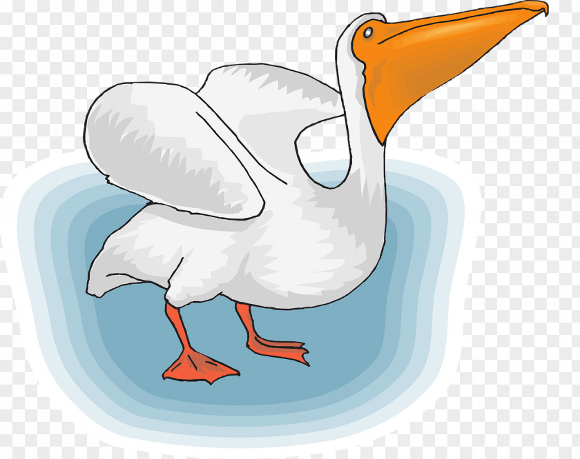 Gull Seabird Pelican Clip Art PNG