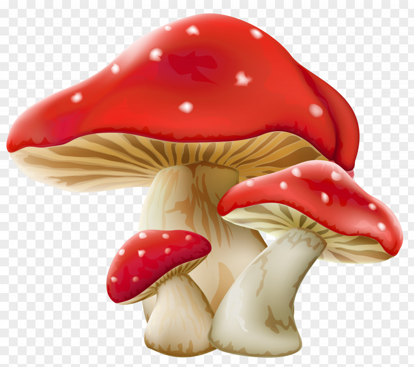Mushrooms Picture Mushroom Clip Art PNG