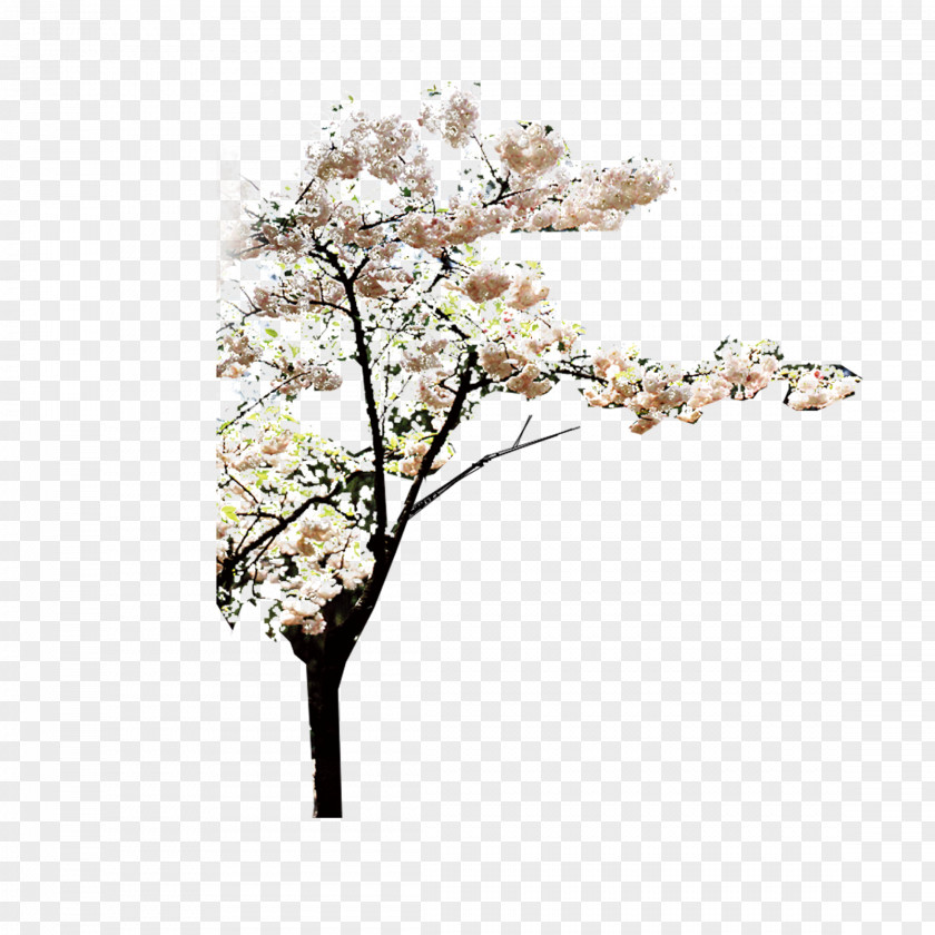 Peach Blossom Tree Download PNG