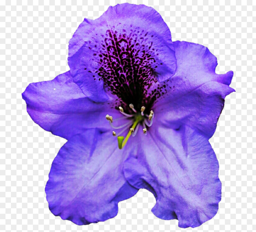 Violet Petal Annual Plant Herbaceous PNG