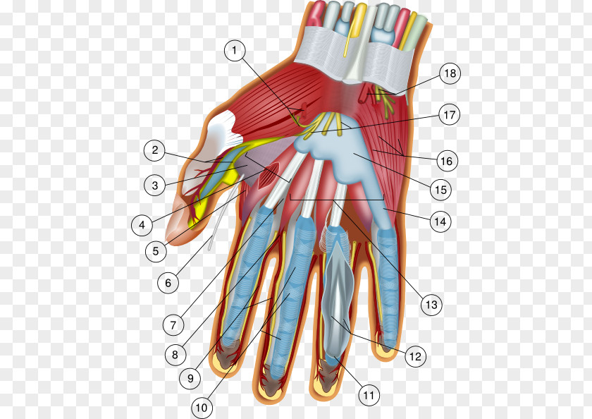 Anatomy Cliparts Hand Wrist Carpal Bones Finger PNG
