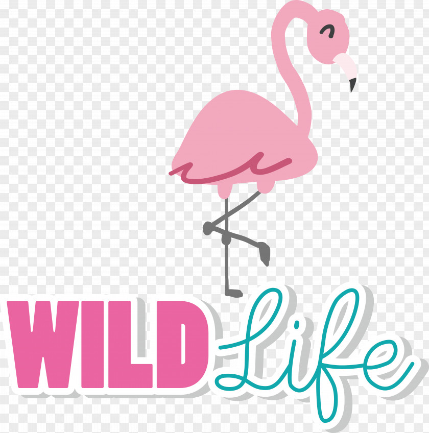 Birds Phoenicopterus Beak Logo Cartoon PNG