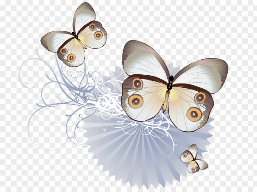 Butterfly Frame Drawing PNG
