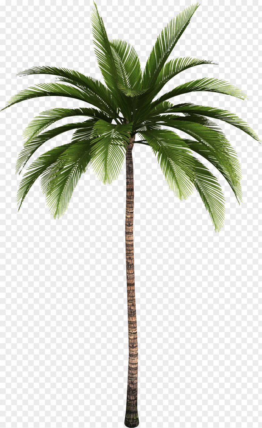 Leaf Palm Trees Clip Art Openclipart Plants PNG