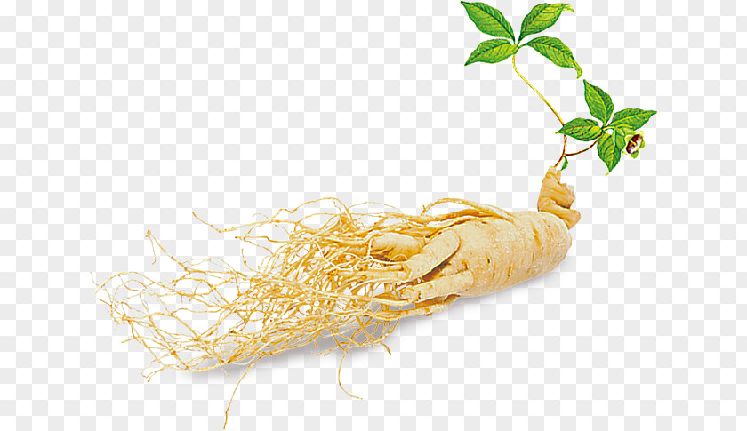 Plant Asian Ginseng American Hongsam Ginsenoside PNG