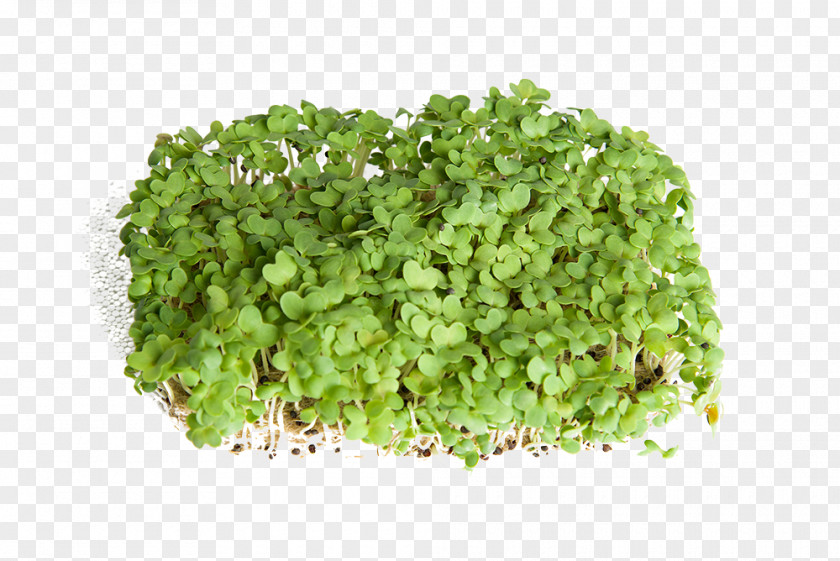 Salad Stock Photography Lettuce Royalty-free PNG