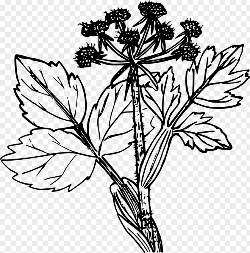 Spinach Cattle Plant Drawing Line Art Clip PNG