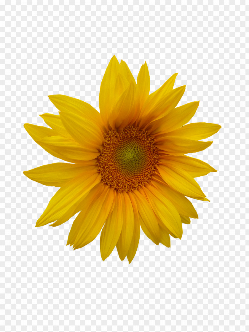 Sunflower Oil Common Photography Royalty-free PNG