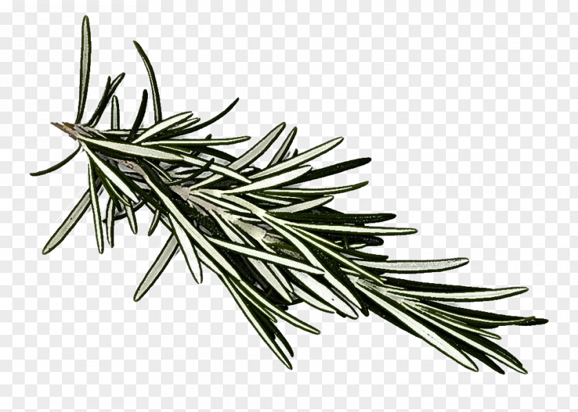 Tree Lodgepole Pine Rosemary PNG
