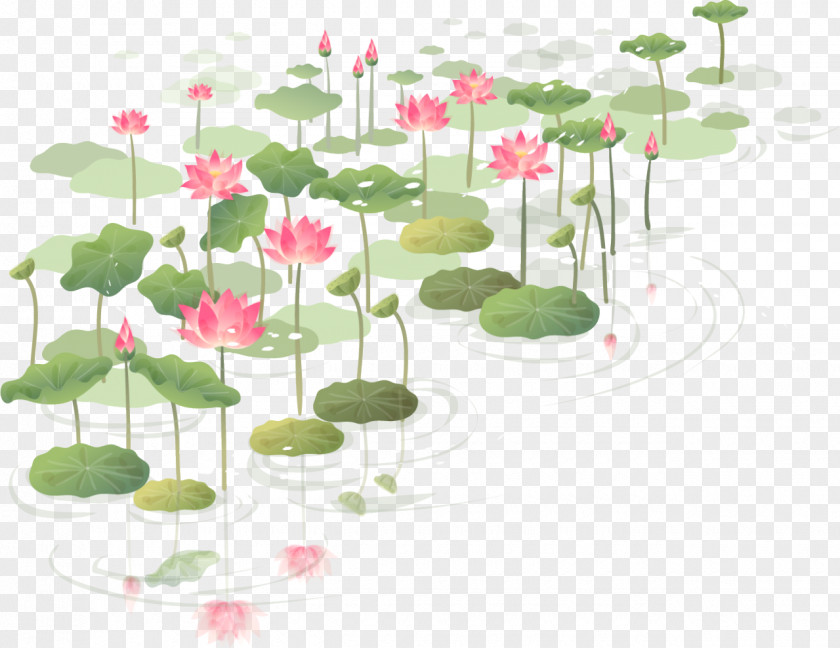 Water Lilies Flower Nelumbo Nucifera Wall Decal Sticker PNG