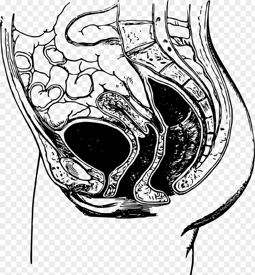 Anatomy Pelvis Bone Drawing Joint PNG