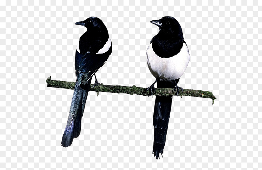 Bird Eurasian Magpie Love Letters Of The Angels Death PNG