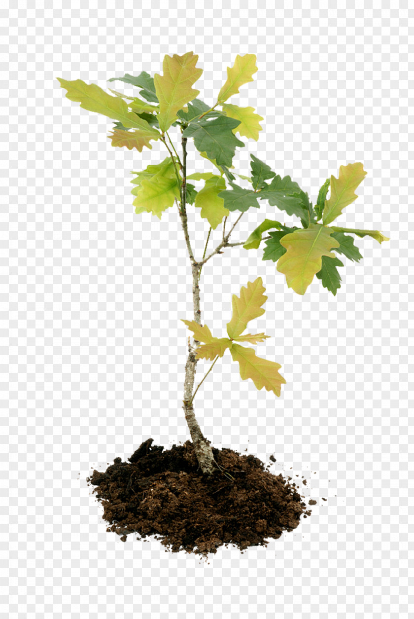 English Oak Acorn Tree Seedling Sugar Maple PNG
