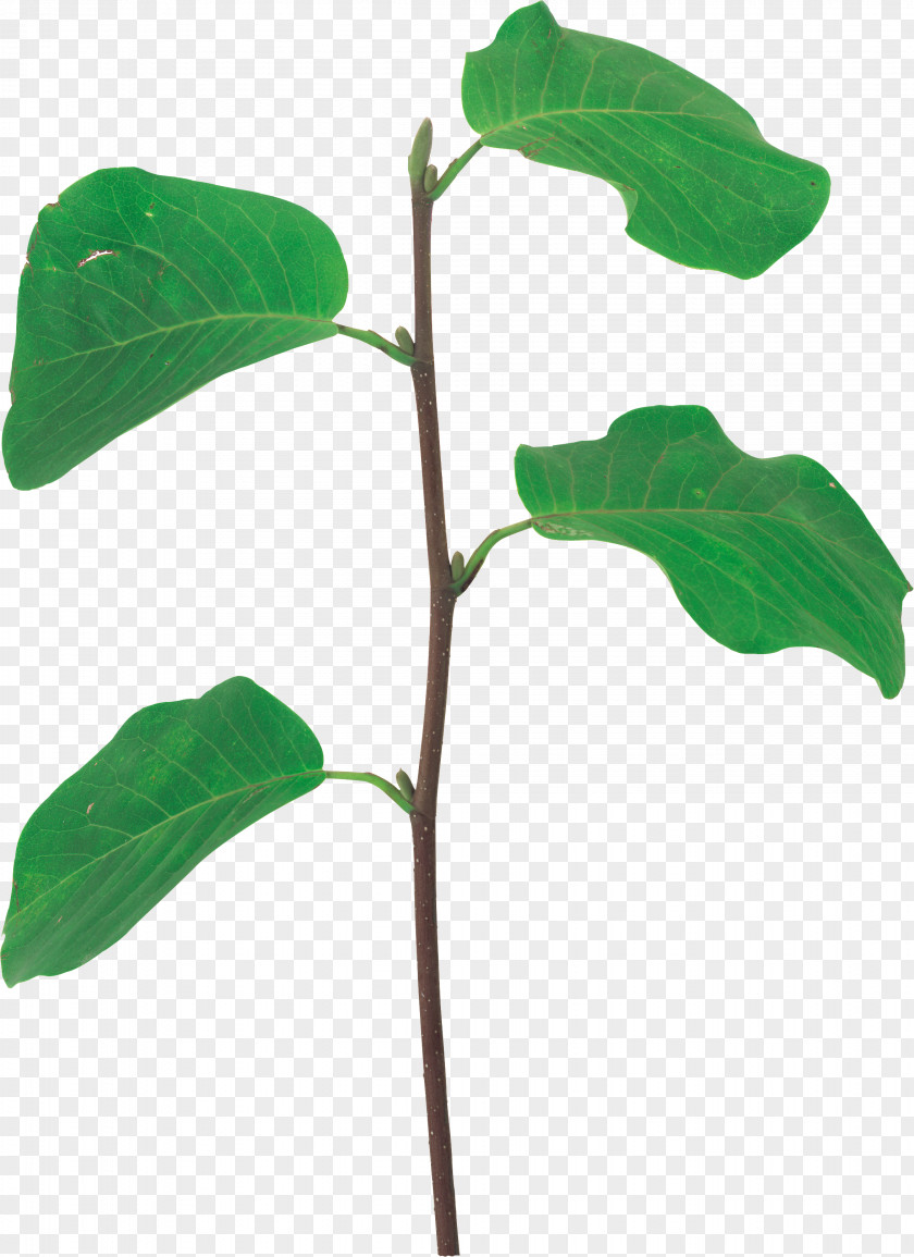 Leaf Branch Plant Stem Clip Art PNG